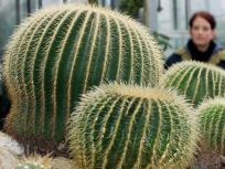 Cactus Becomes Cash Crop