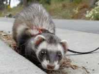 Homeless Man Hid Ferret In Pants, Say Cops