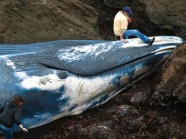 Whale, 7 Stories Long, Beaches on Coast