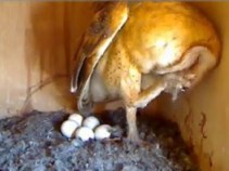 Owl Cam Is a Hoot 