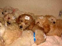 Sick, Smuggled Pups Found at Border: Feds