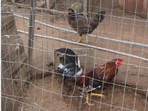 550 Birds Found in Cockfighting Bust