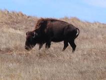 Bison Roam Camp Pendleton