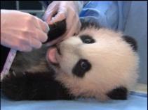 Panda Gets Feisty