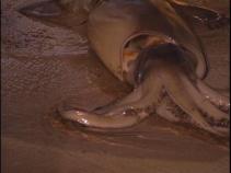 Squid Everywhere