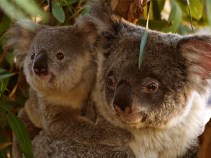 Help Name a Baby Koala