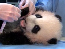 Panda Name Game Ends