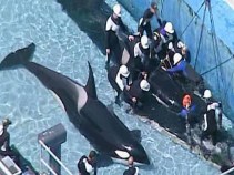 SeaWorld San Diego is in Mourning