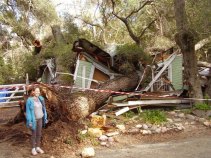 Images: Tree Crashed into Home