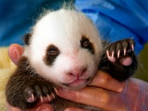 Dub the Cub: It's Time to Name the Panda