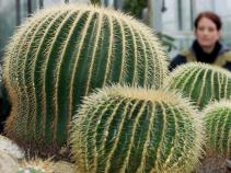 Cactus Becomes Cash Crop