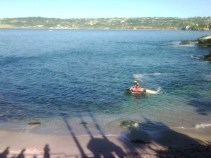 Divers Report Seeing Small Great White Off La Jolla 