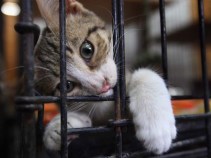 3/16: Meow!