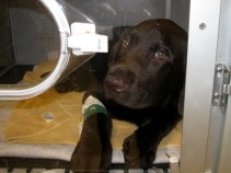 Choked Puppy May Not Survive