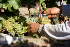 Vineyards Go Green, Too