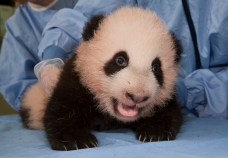 San Diego's Cutest Critters 