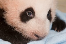 Name That Panda Cub 