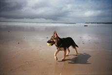 Possible Stench Has Nothing to Do With Dirty Dogs