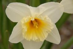 Daffy For Daffodils?