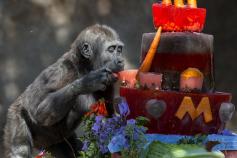 San Diego's Cutest Critters