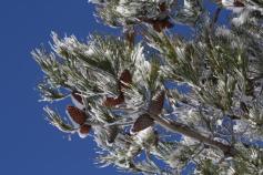Frost, Frigid Temps Linger