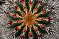Frost Dampers Desert Blooms