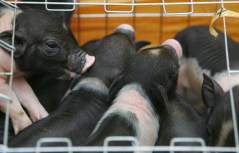 Hundreds of Local Troops to Wound Pigs  