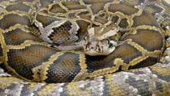 Counter Intelligence: Fla. to Unleash Python Hunters