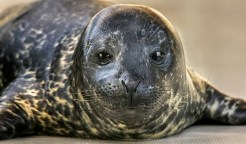 First Male Harbor Seal Born at the Aquarium