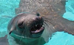 Malnourished SoCal Sea Lions Rehabbing in Bay Area