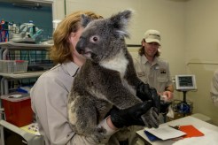 SD Zoo’s New Koalas Get Check-Up
