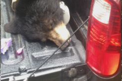 Woman Attacked By Bear While Protecting Her Dog