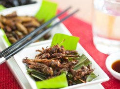 UN Wants You to Eat More Bugs