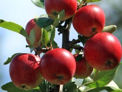 Apple Days in Julian
