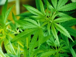 New Pot Measures Gain Final Approval