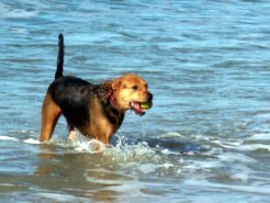 Rompin' in the Surf