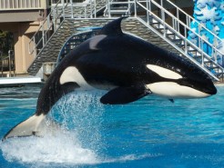 Judge Dismisses PETA's Orca Lawsuit