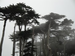 Global Tree Disease Began in California