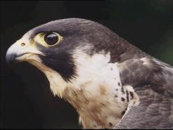 One of SJ City Hall Falcons Dead