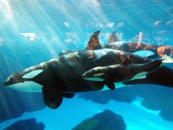 Knott’s Soak City Sold