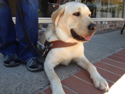 Caught on Cam: Guide Dog in Training Saves Handlers' Lives