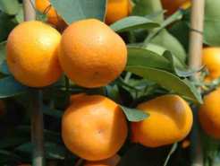 Cold Weather Has SoCal Citrus Growers Working Overtime