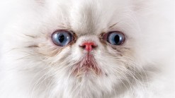 Cat Owners Hiss at Licensing Proposal