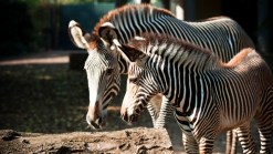 Man Busted After Driving Zebra to Bar