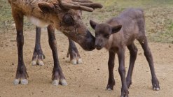 Zoo Celebrates New Reindeer 