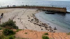 Children's Pool Seal Rope to Stay Up Year-Round: Judge