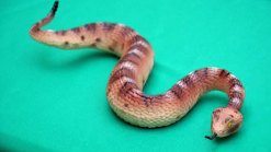 Snake Bite Do's & Don'ts