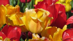 Earth Day Freebies: Coffee, Totes and Trees