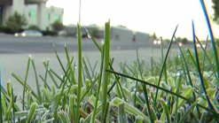 Frost, Chill Sweeps San Diego County