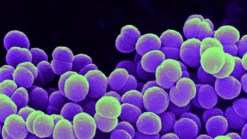 Local Man, 22, Dies From Meningococcal Disease